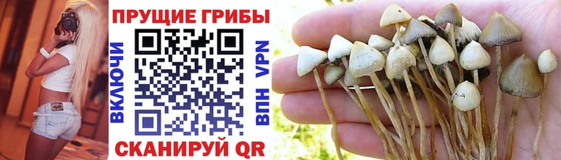 Галлюциногенные грибы GOLDEN TEACHER Купить закладки Далматово